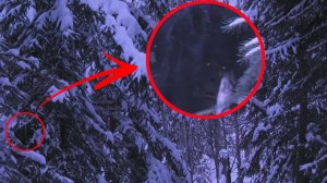8 Жутких Явлений в Лесу Снятых на Камеру