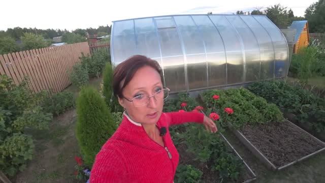 Видео привет с 6 соток. Прогноз погоды 22 июля 2021 год. Пробую арбуз. смотреть онлайн