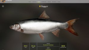 ПОДУСТ ТРОФЕЙНЫЙ ТОЧКА!!!ВОЛХОВ - РУССКАЯ РЫБАЛКА 4