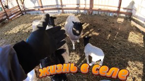 ПОТЕРИ В ХОЗЯЙСТВЕ!! ЖИЗНЬ В ДЕРЕВНЕ