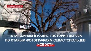 Севастопольцы по фотографиям узнают возраст японской софоры, растущей на площади Малахова кургана