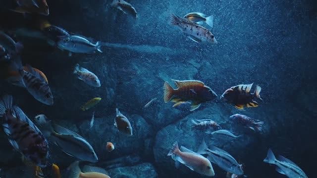 Цихлиды. Королева Ньяса. Цихлида-колибри. Аулонокара земляничная. Красивые рыбки. Океанариум РИО