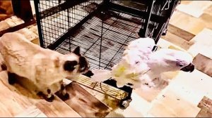 У нас ВЕСЕЛО! Жорик ТОЧИТ КЛЮВ на Влада, Басик и Сажик БЕССТРАШНЫЕ КОТЫ, а Кира просто царевна)))