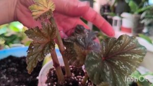 Пересадки. Часть 2.☘️☘️☘️#комнатныерастения