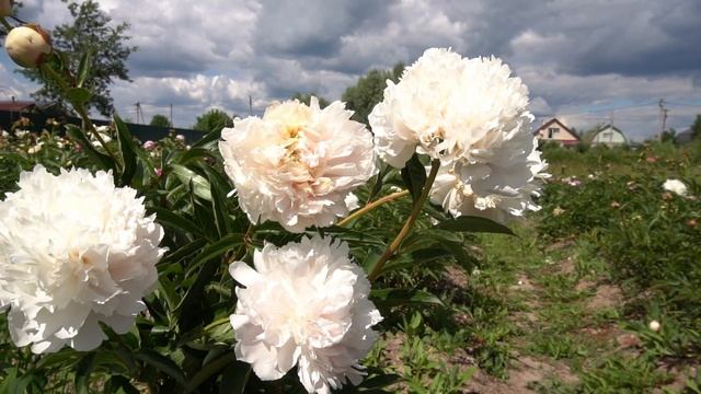 Пион  Полярная Звезда - Харченко Е.Д., Тыран И.А., 1974г.СССР