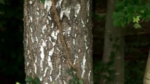 Беловежская Пуща. Документальный фильм _ Film Studio Aves