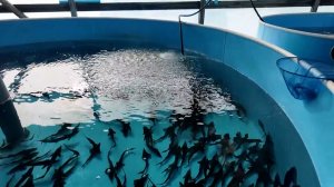 Мир сельского хозяйства. №93 Осетровые. 17.02.2026