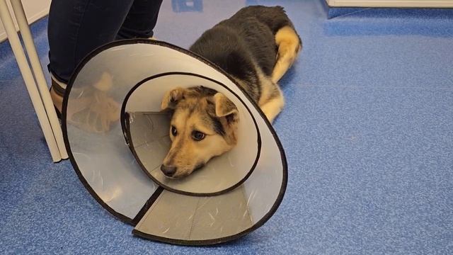 Выстрелив в собаку ее оставили инвалидом до конца дней... | Тяпа смотреть онлайн