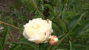 Пион травянистый Снежный Шар, Фомина Т.И., СССР, 1962