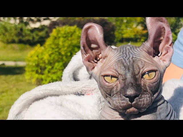 Сфинкс эльф Розочка