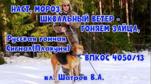 НАСТ, МОРОЗ, ШКВАЛЬНЫЙ ВЕТЕР-ГОНЯЕМ ЗАЙЦА, гончая Сигнал(Плакуня) ВПКОС 4050/13 вл. Шатров В.А.