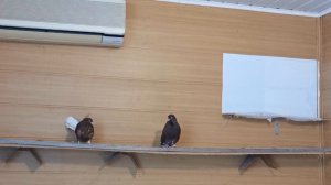 VID_20240626_102624.mp4