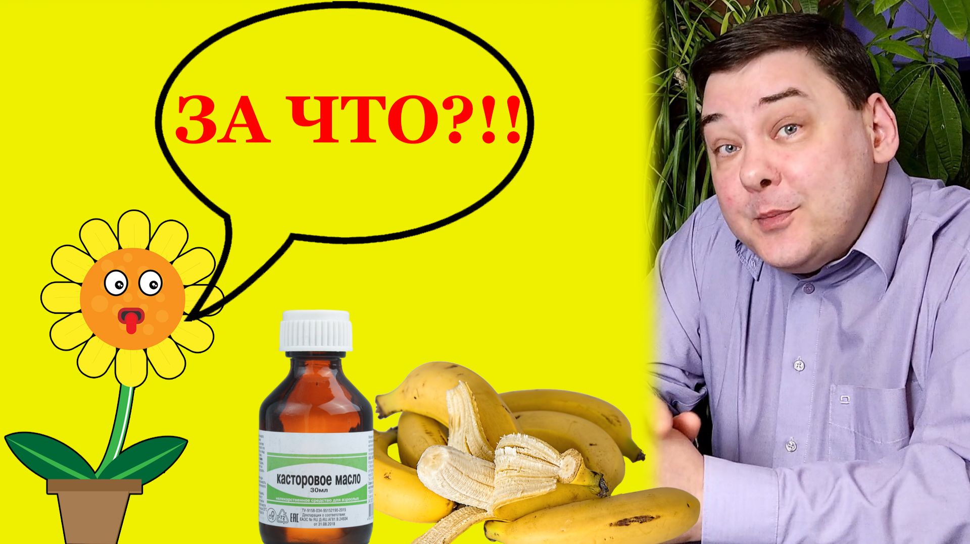 5 народных подкормок для комнатных цветов. Минутка юмора 5 народных подкормок для комнатных цветов. Минутка юмора