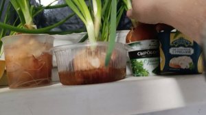 Зелёный лучок растёт на окошках