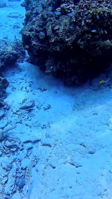 Подводный мир Андаманского моря 🌊🐠