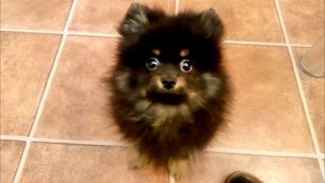 КАК ПРЕКРАСКЕН ЭТОТ МИР