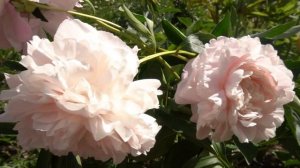 пион АЛЁША ПОПОВИЧ -Краснова, 1963, СССР