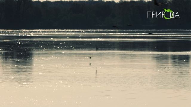 Природа. Ласточка береговушка_8 смотреть онлайн