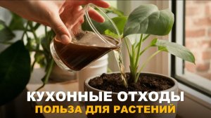 ЦЕННОСТЬ БЫТОВЫХ ОТХОДОВ. Удобрение своими руками из кухонных остатков.