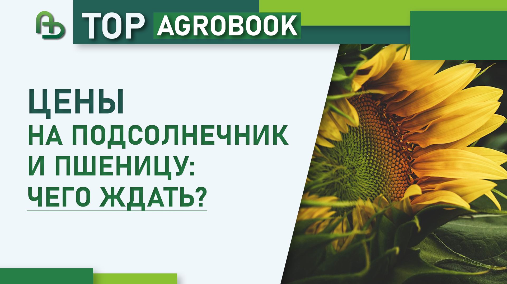 Цены на подсолнечник и пшеницу: чего ждать? | TOP Agrobook: обзор аграрных новостей смотреть онлайн