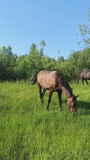 Лошади пасутся)