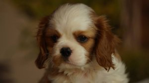 📞 +79826532802 🐶 Щенки Кавалер Кинг Чарльз спаниель