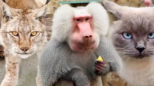 Жлобео ЗАГНАЛ НА ПОТОЛОК Лорика! Жулька с Лориком тупят, а мы виноваты. Марыся уже злой просыпается!