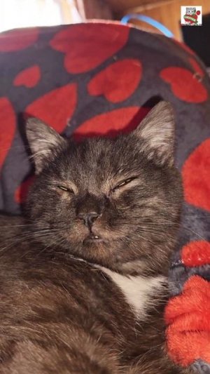 Вот все смотрю и думаю как же свезло котейке Пискунчику 😇❤️😻