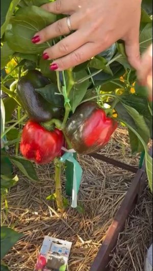 Разноцветный перец. На кусту - настоящая радуга