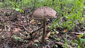 Зонтичный гриб - родственник шампиньона