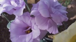 июнь 2025/ будни