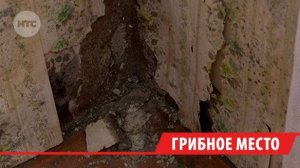 Грибок выселил иркутскую семью из собственной квартиры