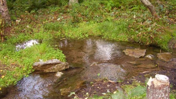 Скопление самородного Золота возле валунов!