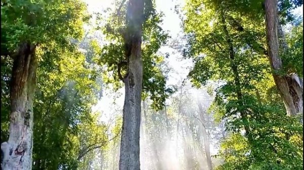 SHAPE OF MY HEART - STING