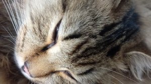 прохожу самый сложный паркур в чикен Ган