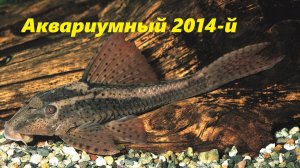 Аквариумная ретроспектива. Год 2014-й.