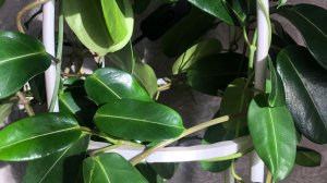 Стефанотис, Мадагаскарский жасмин. Как правильно оформить плети растения на опоре