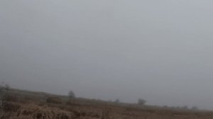 Лиса подранок