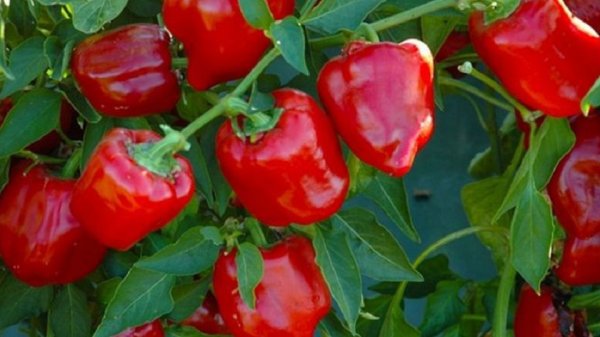 Посев сладкого перца и баклажанов самым простым способом! Моя рассада на 18.02.26г.