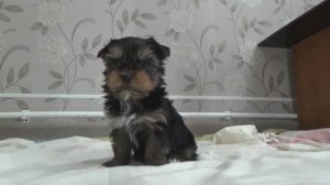 Щенок йорка (мальчик, Гена. 01.01.2026)