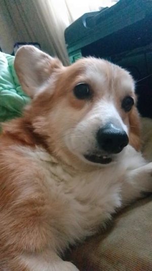 Крис разговаривает