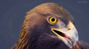 ДИКАЯ СИБИРЬ  документальный фильм о дикой природе