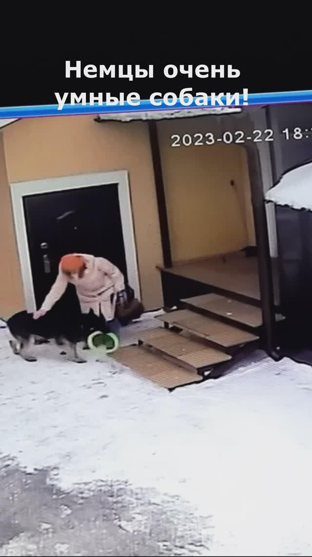 Немцы очень умные собаки. Памяти Опеля.