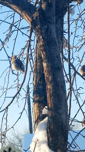Птички греются на солнышке🐦⬛🐦⬛🐦⬛ смотреть онлайн