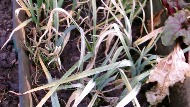 100_0024Лук порей