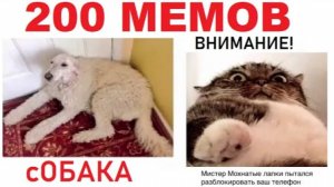 200 МЕМОВ. Кот пытался разблокировать мой телефон