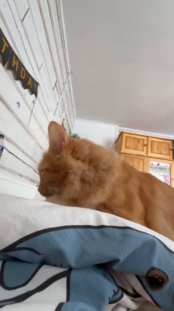 Почему кошки мурлыкают?  Что за звук такой?