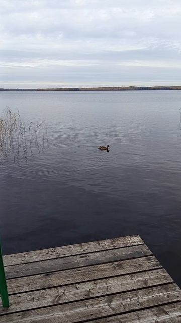 Лесное озеро. Ковжское озеро. Вытегорский район. Уточки. Отдыхаем в октябре смотреть онлайн
