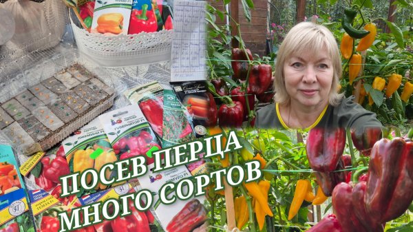 Посев перца на рассаду МНОГО СОРТОВ Секреты проращивания