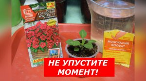 ПЕТУНИЯ: ЧЕМ КОРМИТЬ ПОСЛЕ ПЕРЕВАЛКИ?